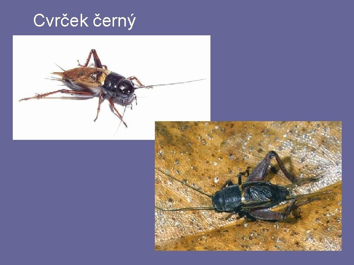 Cvrček černý Cvrček černý