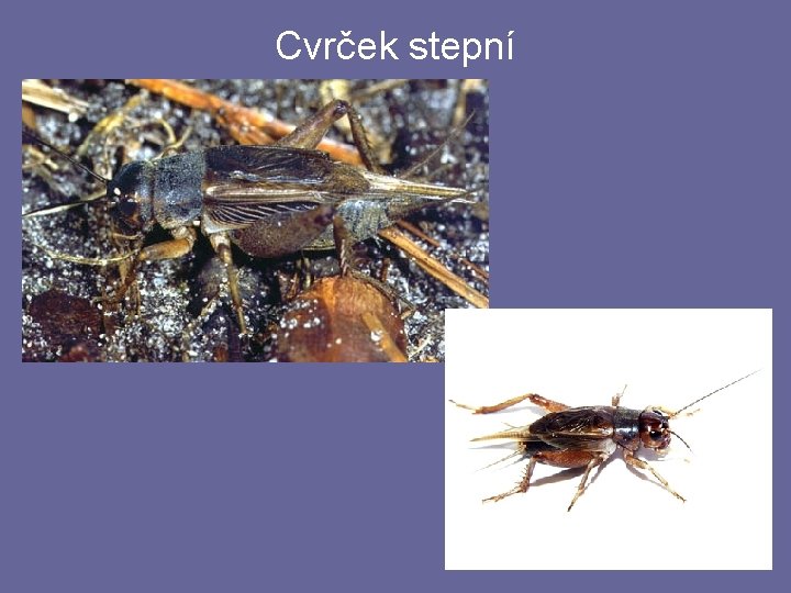 Cvrček stepní Cvrček stepní