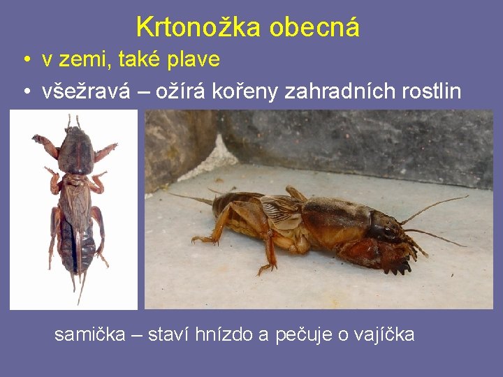 Krtonožka obecná • v zemi, také plave • všežravá – ožírá kořeny zahradních rostlin Krtonožka obecná • v zemi, také plave • všežravá – ožírá kořeny zahradních rostlin