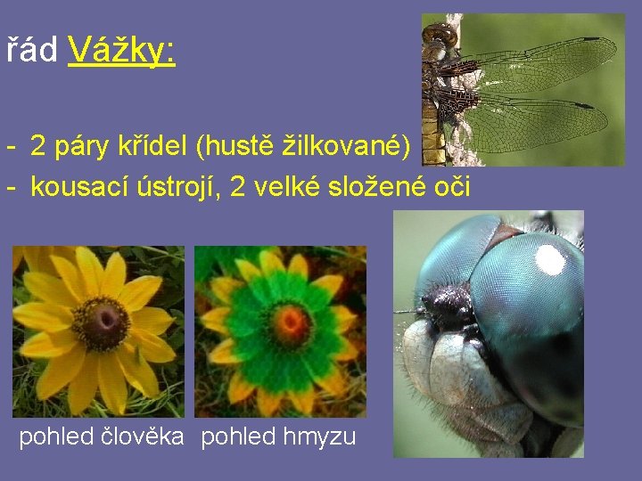 řád Vážky: - 2 páry křídel (hustě žilkované) - kousací ústrojí, 2 velké složené řád Vážky: - 2 páry křídel (hustě žilkované) - kousací ústrojí, 2 velké složené