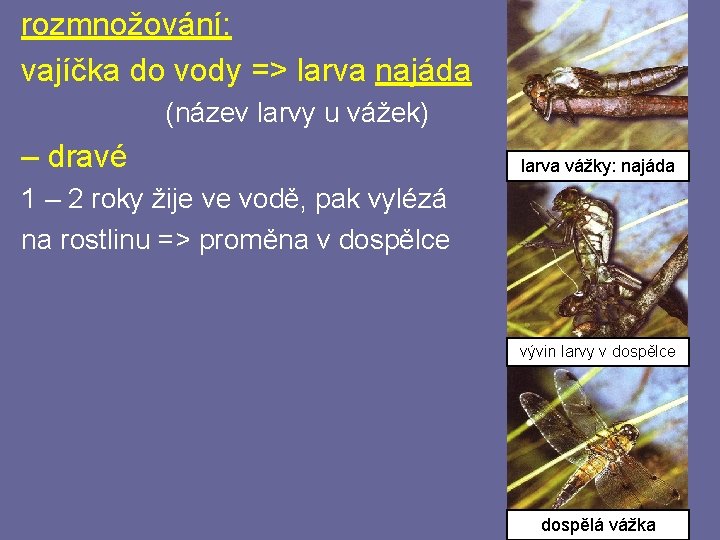 rozmnožování: vajíčka do vody => larva najáda (název larvy u vážek) – dravé larva rozmnožování: vajíčka do vody => larva najáda (název larvy u vážek) – dravé larva