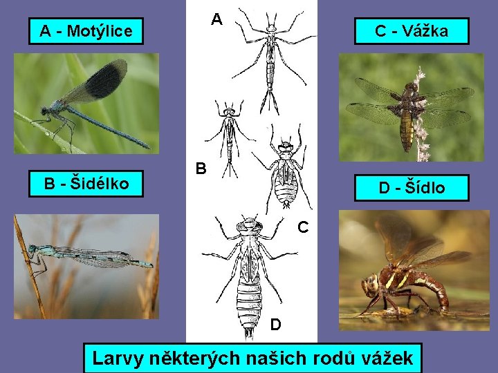 A A - Motýlice B - Šidélko C - Vážka B D - Šídlo A A - Motýlice B - Šidélko C - Vážka B D - Šídlo