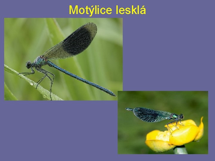 Motýlice lesklá Motýlice lesklá