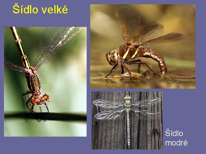 Šídlo velké Šídlo modré Šídlo velké Šídlo modré