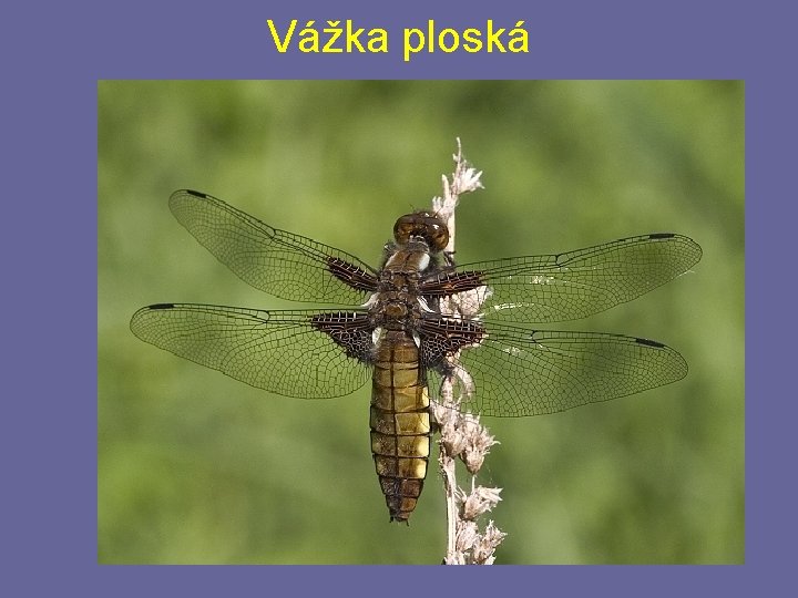 Vážka ploská Vážka ploská