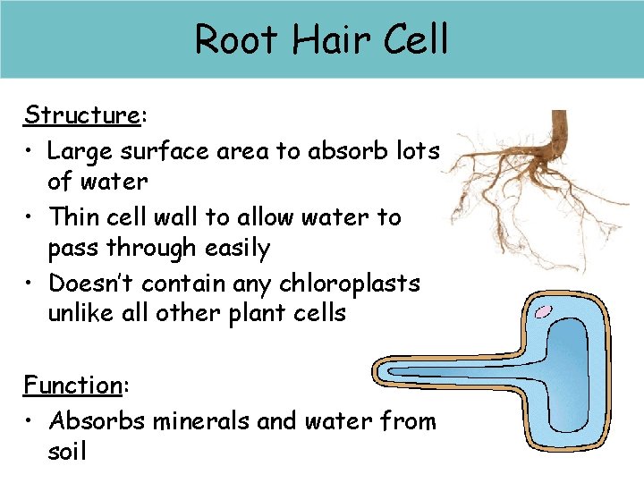 Root hair Haircells Cell Structure: • Large surface area to absorb lots of water