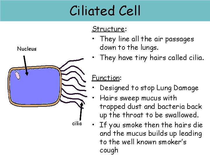 Ciliated Cell Structure: • They line all the air passages down to the lungs.