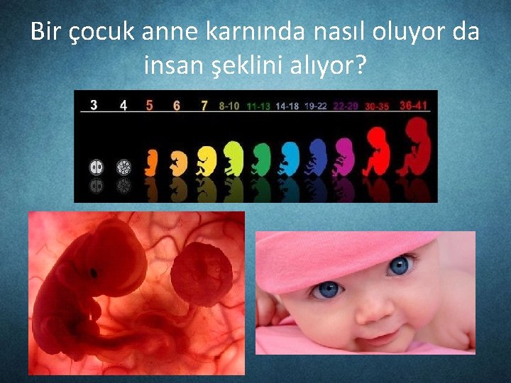 Bir çocuk anne karnında nasıl oluyor da insan şeklini alıyor? 