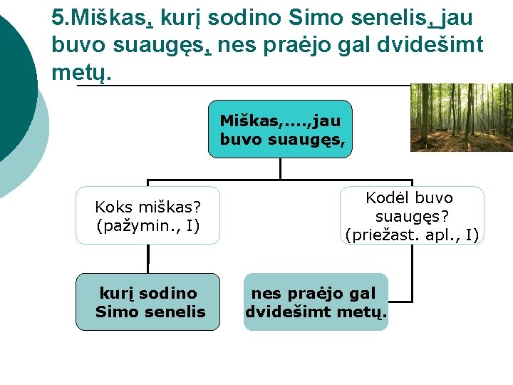 5. Miškas, kurį sodino Simo senelis, jau buvo suaugęs, nes praėjo gal dvidešimt metų.