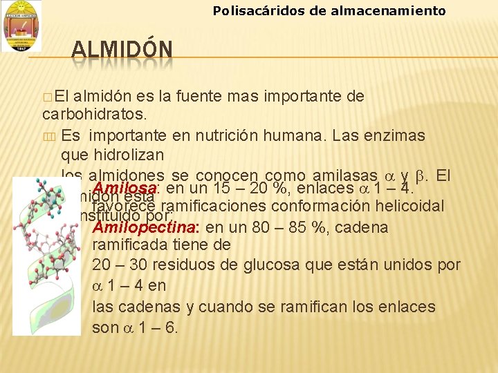 Polisacáridos de almacenamiento ALMIDÓN � El almidón es la fuente mas importante de carbohidratos.