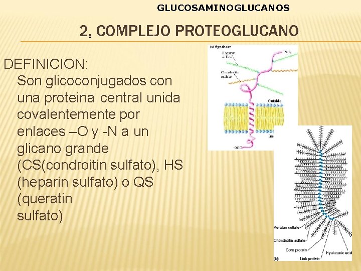 GLUCOSAMINOGLUCANOS 2. • COMPLEJO PROTEOGLUCANO DEFINICION: Son glicoconjugados con una proteina central unida covalentemente
