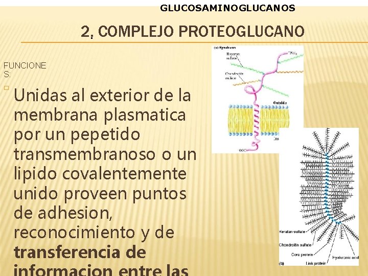 GLUCOSAMINOGLUCANOS 2. • COMPLEJO PROTEOGLUCANO FUNCIONE S: � Unidas al exterior de la membrana