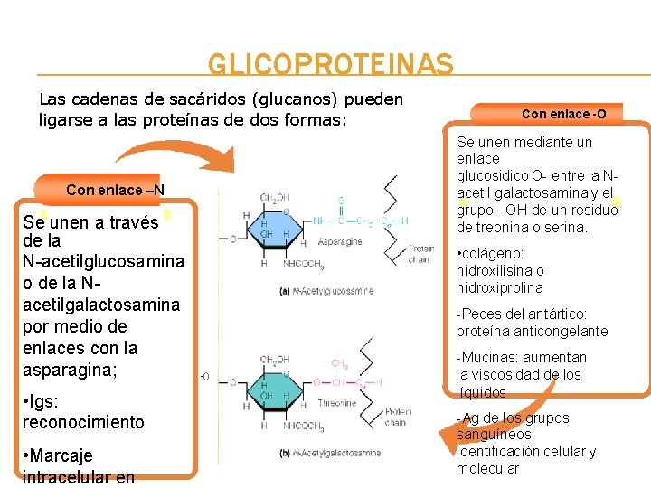 GLICOPROTEINAS Las cadenas de sacáridos (glucanos) pueden ligarse a las proteínas de dos formas: