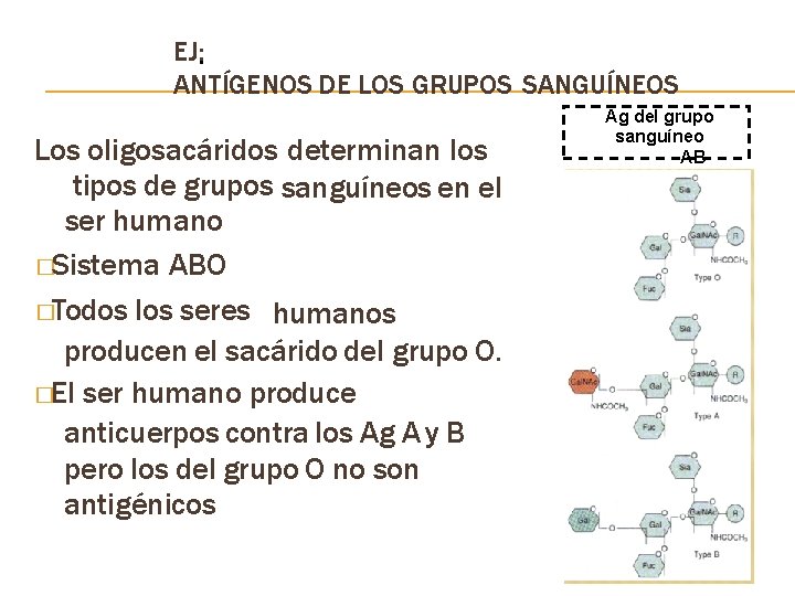 EJ: • ANTÍGENOS DE LOS GRUPOS SANGUÍNEOS Los oligosacáridos determinan los tipos de grupos