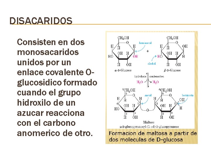 DISACARIDOS Consisten en dos monosacaridos unidos por un enlace covalente Oglucosidico formado cuando el
