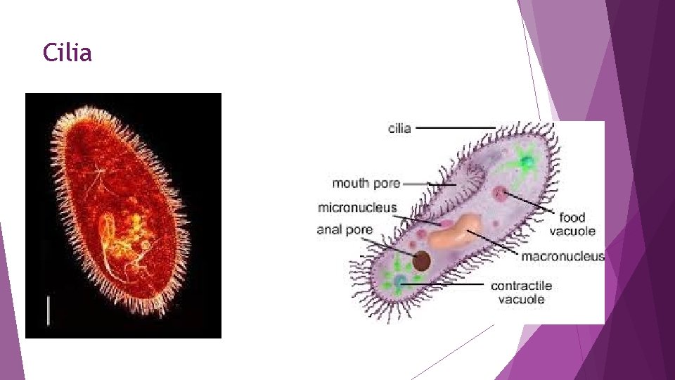 Cilia 