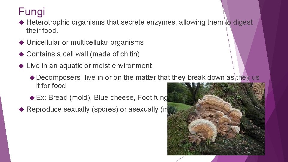 Fungi Heterotrophic organisms that secrete enzymes, allowing them to digest their food. Unicellular or