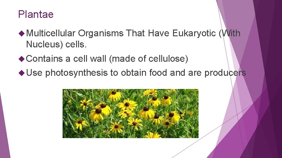 Plantae Multicellular Organisms That Have Eukaryotic (With Nucleus) cells. Contains Use a cell wall
