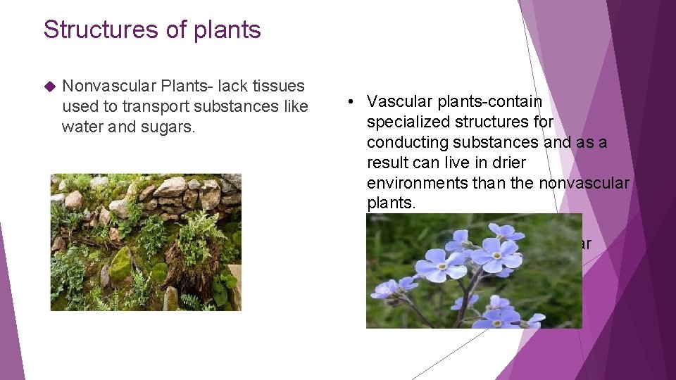 Structures of plants Nonvascular Plants- lack tissues used to transport substances like water and