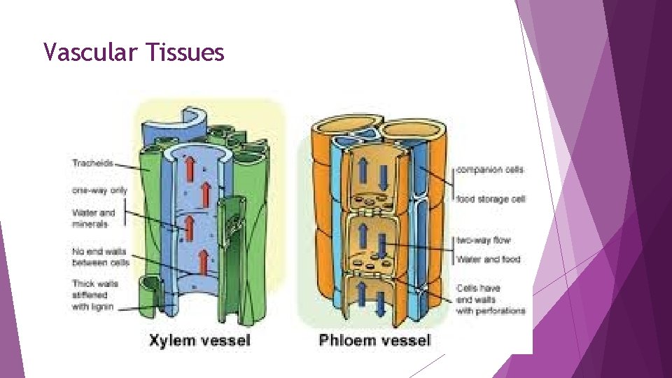 Vascular Tissues 