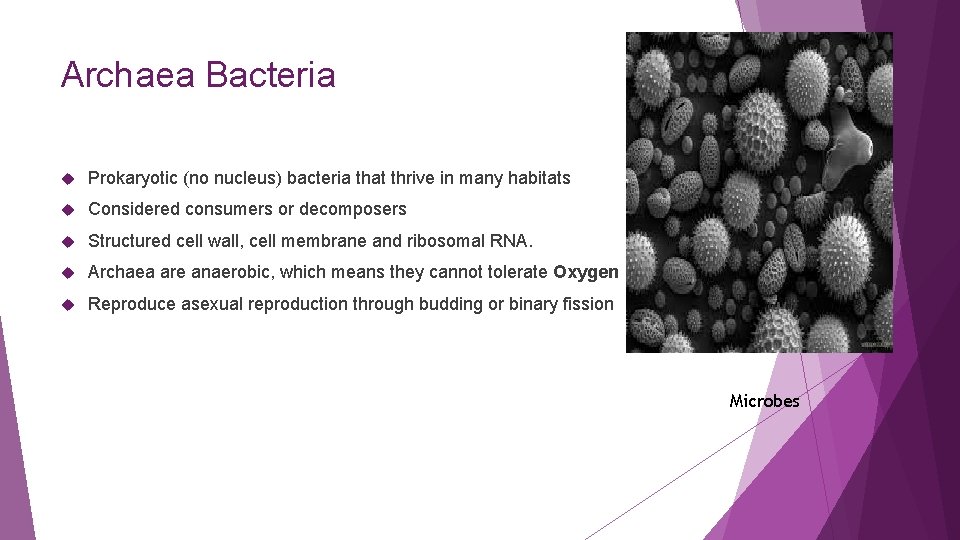 Archaea Bacteria Prokaryotic (no nucleus) bacteria that thrive in many habitats Considered consumers or