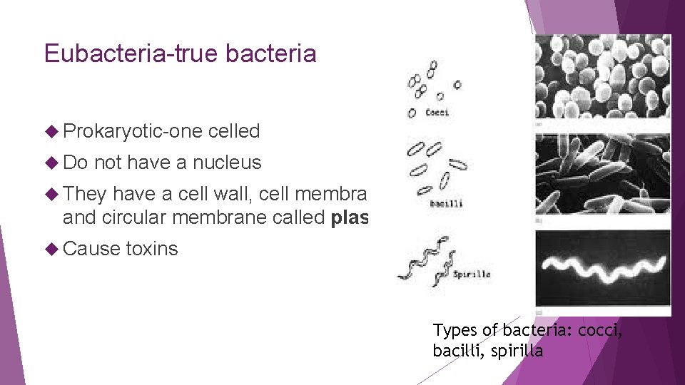 Eubacteria-true bacteria Prokaryotic-one Do celled not have a nucleus They have a cell wall,