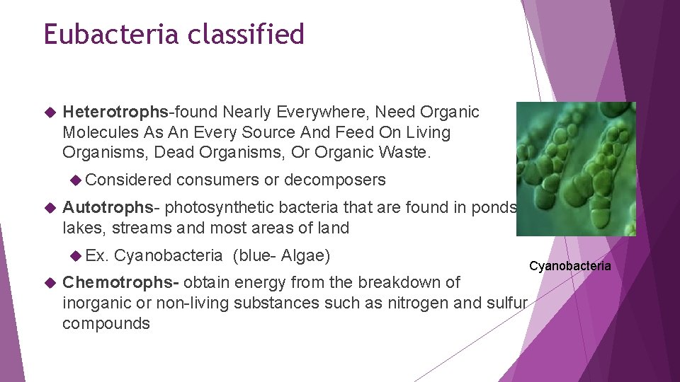 Eubacteria classified Heterotrophs-found Nearly Everywhere, Need Organic Molecules As An Every Source And Feed