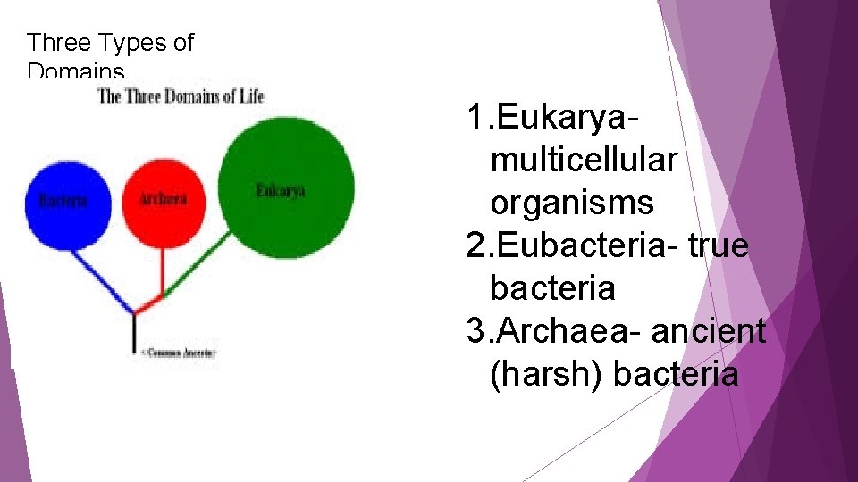 Three Types of Domains 1. Eukaryamulticellular organisms 2. Eubacteria- true bacteria 3. Archaea- ancient