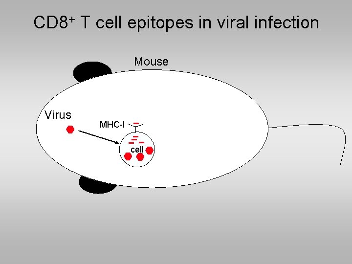 CD 8+ T cell epitopes in viral infection Mouse Virus MHC-I cell 