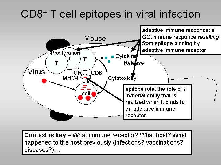 CD 8+ T cell epitopes in viral infection adaptive immune response: a GO: immune