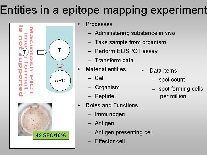 Entities in a epitope mapping experiment • Processes – Administering substance in vivo –