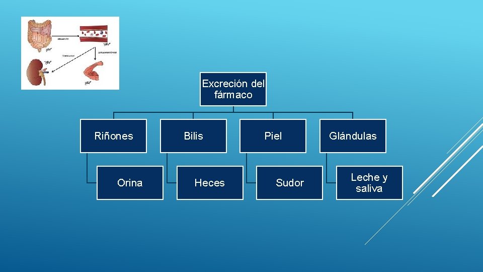 PROCESO LADME LIBERACIN ABSORCIN DISTRIBUCIN METABOLISMO Y EXCRECIN