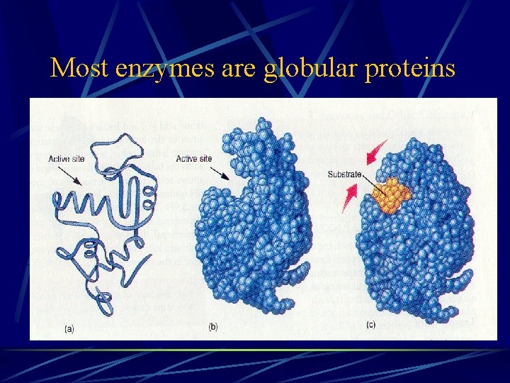 Most enzymes are globular proteins 