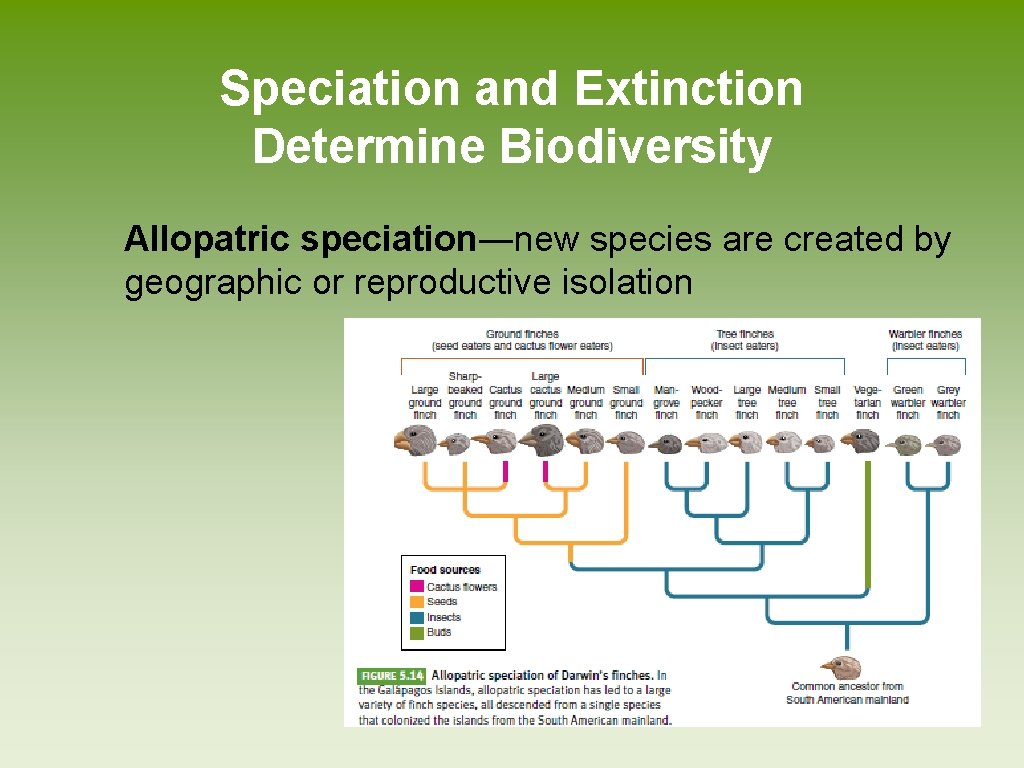 Speciation and Extinction Determine Biodiversity Allopatric speciation―new species are created by geographic or reproductive