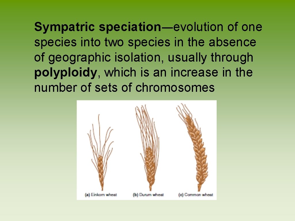 Sympatric speciation―evolution of one species into two species in the absence of geographic isolation,