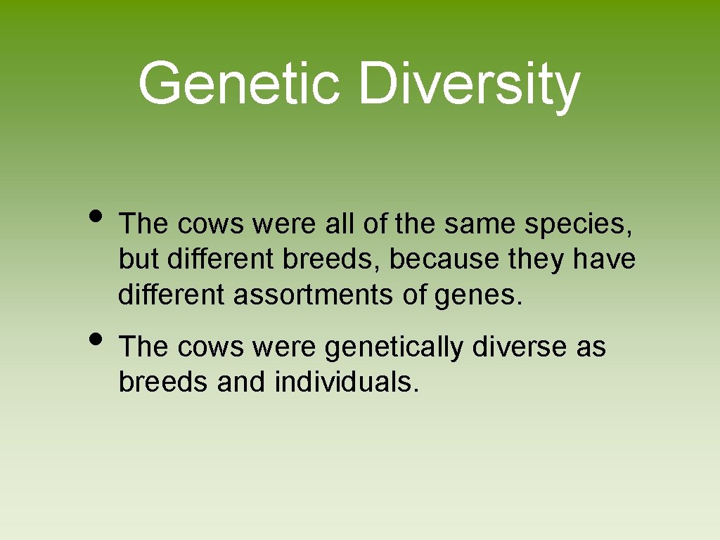Genetic Diversity • The cows were all of the same species, but different breeds,