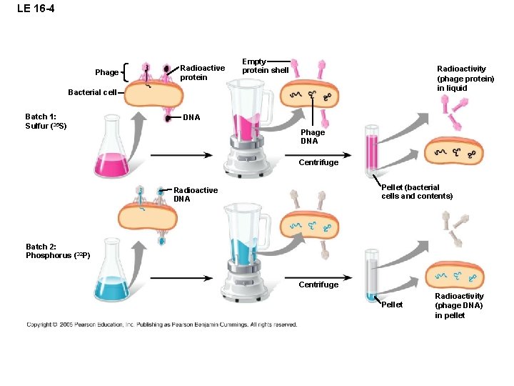 LE 16 -4 Phage Radioactive protein Empty protein shell Radioactivity (phage protein) in liquid