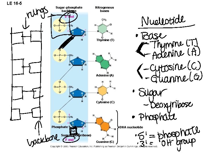 LE 16 -5 Sugar–phosphate backbone Nitrogenous bases 5 end Thymine (T) Adenine (A) Cytosine