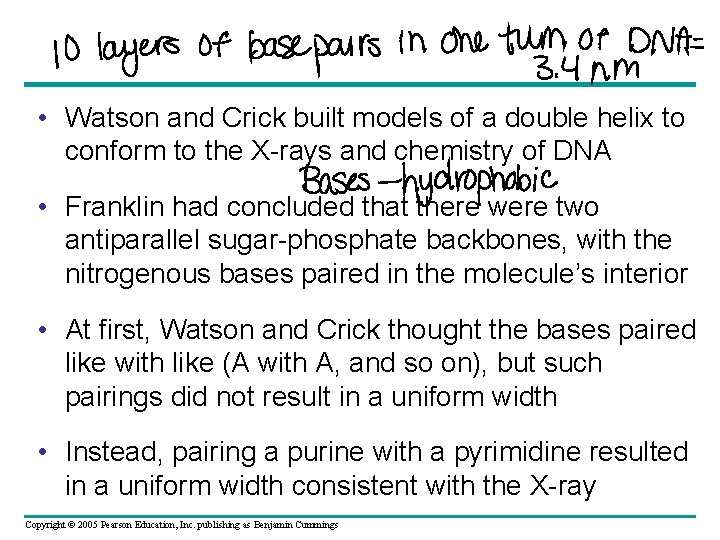  • Watson and Crick built models of a double helix to conform to