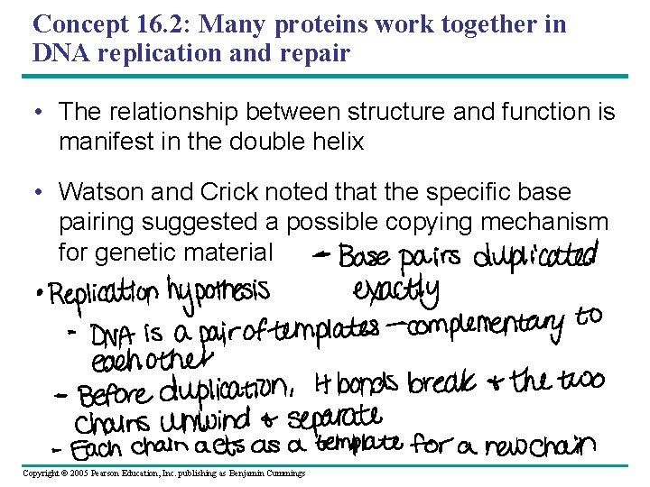 Concept 16. 2: Many proteins work together in DNA replication and repair • The