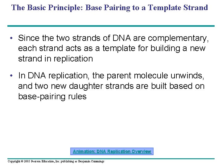 The Basic Principle: Base Pairing to a Template Strand • Since the two strands