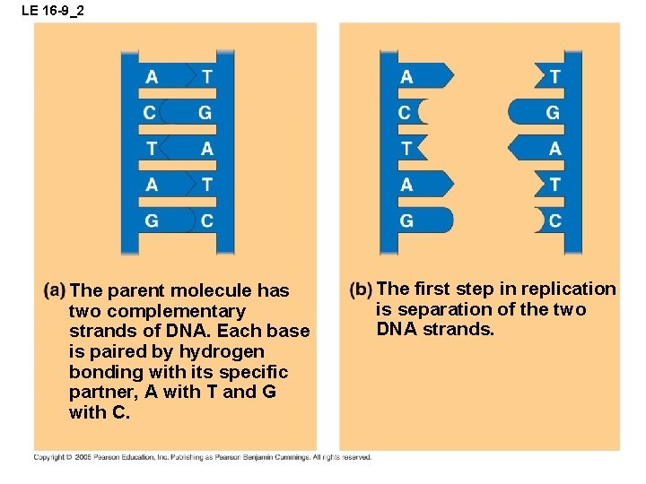 LE 16 -9_2 The parent molecule has two complementary strands of DNA. Each base