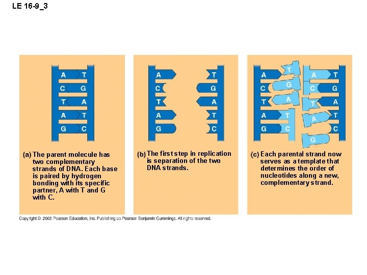 LE 16 -9_3 The parent molecule has two complementary strands of DNA. Each base