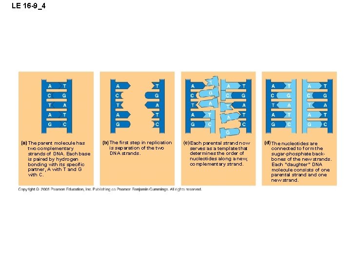 LE 16 -9_4 The parent molecule has two complementary strands of DNA. Each base