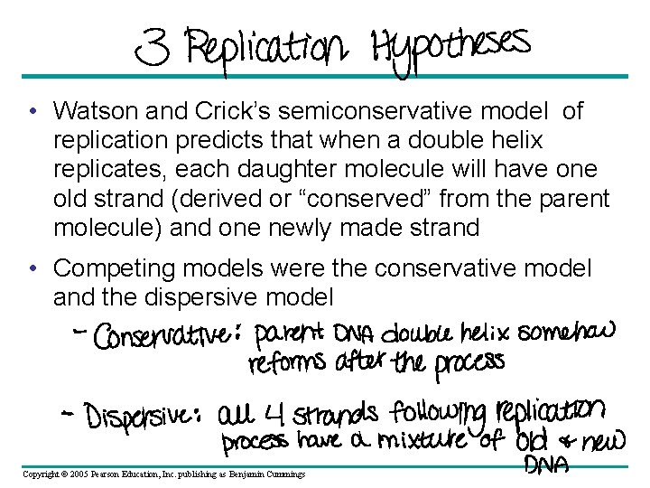  • Watson and Crick’s semiconservative model of replication predicts that when a double