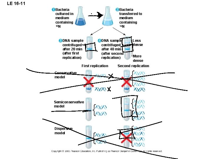 LE 16 -11 Bacteria cultured in medium containing 15 N Bacteria transferred to medium