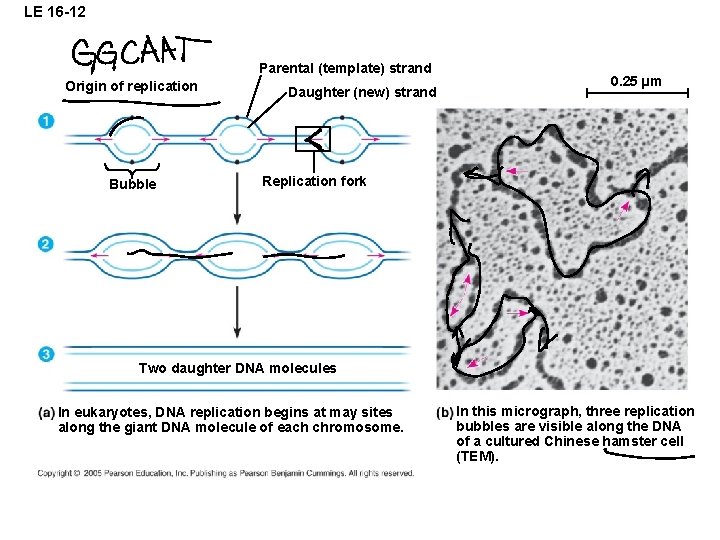 LE 16 -12 Parental (template) strand Origin of replication Bubble Daughter (new) strand 0.