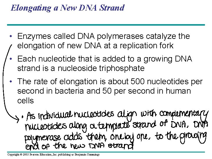 Elongating a New DNA Strand • Enzymes called DNA polymerases catalyze the elongation of