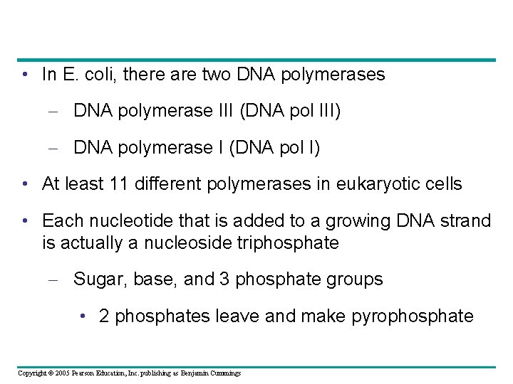  • In E. coli, there are two DNA polymerases – DNA polymerase III