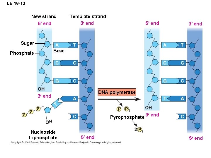 LE 16 -13 New strand 5 end Template strand 3 end 5 end 3